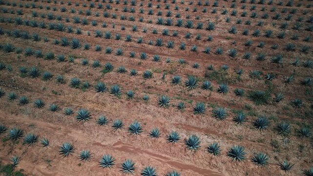 Aerial Drone Footage of Agave Fields in Tequila, Mexico &mdash; Blue Agave Rows, Scenic Farmland Patterns, and Iconic Landscape of Jalisco&rsquo;s Tequila-Producing Region