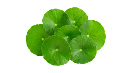 Close up of Centella Asiatica Leaves Isolated on Transparent Background