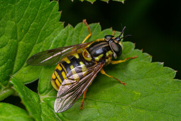 Chrysotoxum spp. hoverfly resting on lush green foliage in a natural habitat during daylight hours showing distinctive yellow and black markings