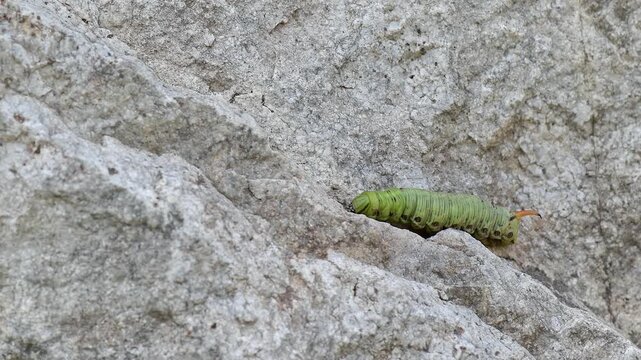 The caterpillar of Convolvulus Hawk-moth (Agrius convolvuli)	
