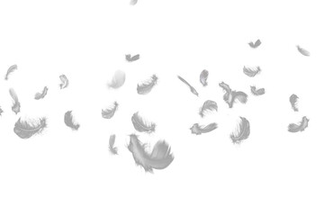 Fototapeta premium White Feathers PNG Transparent Soft Floating Feather Overlay