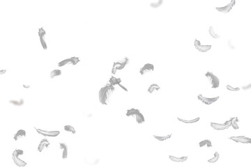 White Feathers PNG Transparent  Soft Floating Feather Overlay