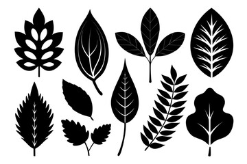 Obraz premium collection of various leaf Black silhouette vector Bundle