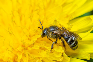 Honey bee collecting nectar from a vibrant yellow dandelion flower in a sunny garden during springtime