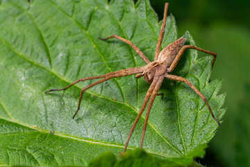 Large Pisaura mirabilis spider resting on a green leaf while preparing to hunt in a natural habitat during daylight hours
