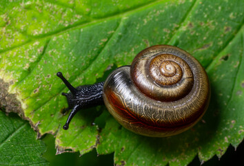 Garlic snail Oxychilus alliarius crawling over a green leaf in a natural habitat during daylight