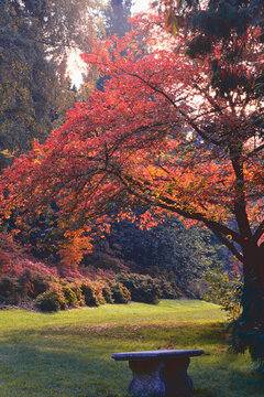 stone bench awaiting solitary alone arboretum autumn colors Seattle