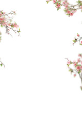 Floral Branches PNG Transparent