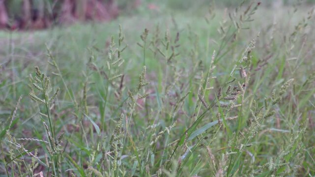 jungle rice, wild rice, deccan grass growing on field