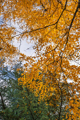 Éclat orangé de l'automne