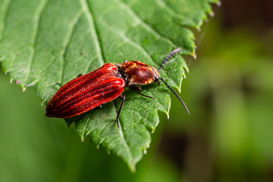Net-winged beetle Lycidae sp. resting on a green leaf in a natural habitat during daylight