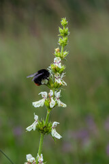 Red-tailed bumblebee foraging on woundwort flowers in a vibrant natural setting during a sunny day