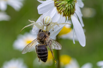 Flower Crab Spider Misumena vatia captures a bee on a daisy in a vibrant meadow during a sunny day
