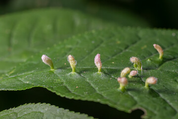Eriophyes sp. Erineum Gall observed on leaf surface during spring season in a forest ecosystem showcasing intricate gall formation