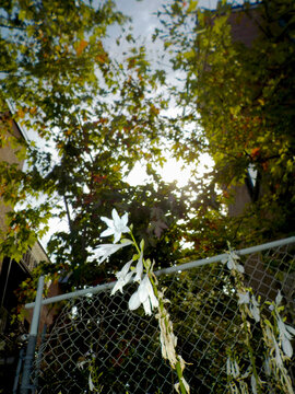 White Hosta Flower Blooming in Green alley Garden