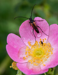 Red-brown longhorn beetle explores pink flower during spring season in a lush garden