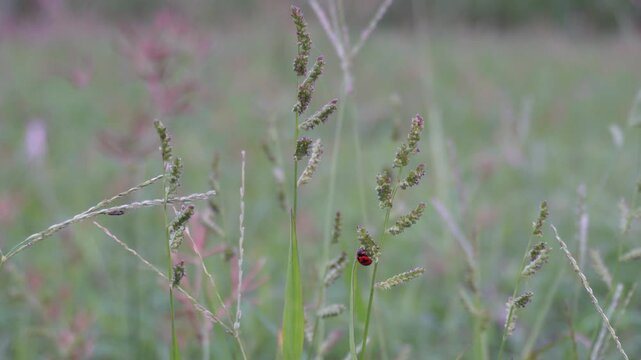 Echinochloa colona grass or jungle rice, wild rice, deccan grass, jharua grass, awnless barnyard grass