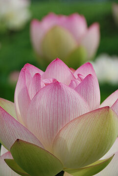 Large lotus flowers beginning to bloom in a lotus pond early in the morning in early summer (pink and white gradation, telephoto zoom shot) / 初夏の早朝の蓮池で咲き始める大輪のハスの花(ピンクとホワイトのグラデーション色，望遠ズーム撮り)