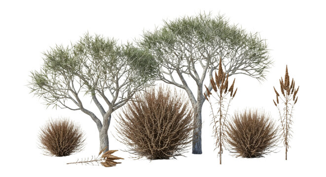 Salsola tragus and Haloxylon ammodendron frontal isolated png on a transparent background