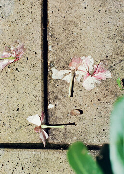 Flowers decomposing after rain in the sun