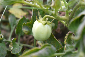Green unripe Tomato, Green tomatoes plantation. Organic farming, young unripe tomato plant growth in greenhouse, Fresh green unripe tomatoes growing in the garden, Vegetable plantation with tomatoes