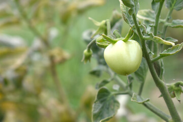 Green unripe Tomato, Green tomatoes plantation. Organic farming, young unripe tomato plant growth in greenhouse, Fresh green unripe tomatoes growing in the garden, Vegetable plantation with tomatoes