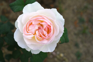 Beautiful pink white rose flower closeup in garden, A very beautiful pink white rose flower bloomed on the rose tree, Rose flower closeup, bloom flowers, Natural spring flower floral background