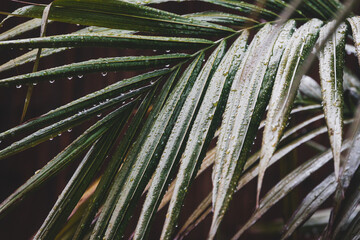 bangalow palm tree covered in tropical rain with dark moody lighting
