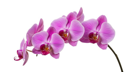 Branch of vibrant pink orchids with intricate petal details, isolated on a white or transparent background, cutout, PNG