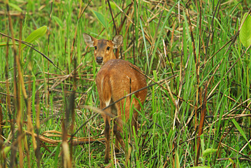 Indian Hog Deer Fawn Hiding in Tall Grass, Kaziranga National Park, Assam, India