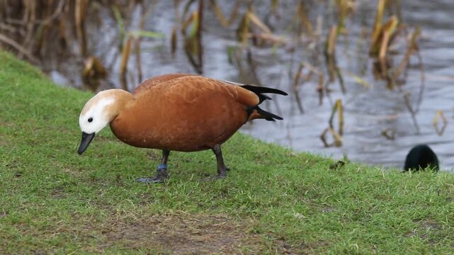 Ruddy shelduck