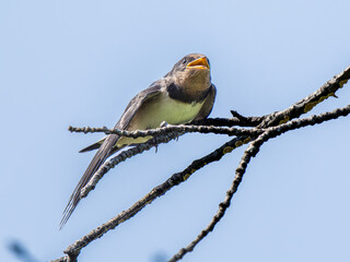 Fototapeta premium 枝にとまるツバメ
