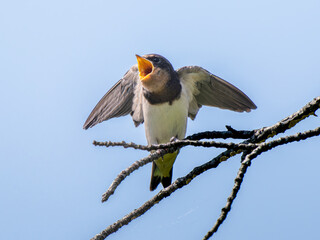 枝にとまるツバメ