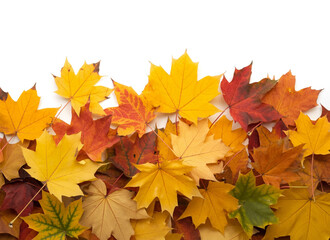 Fototapeta premium Autumnal Maple Leaf Cascade A Symphony of Seasonal Colors on a White Backdrop for Fall Decor