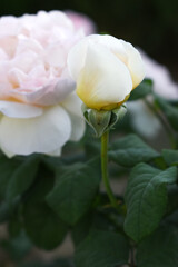 Beautiful white rose flower closeup in garden, A very beautiful white rose flower bloomed on the rose tree, Rose flower closeup, bloom flowers, Natural spring flower, Natural floral background,