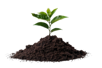 Fresh green sprout emerging from rich soil, symbolizing growth, resilience, and new beginnings for eco-conscious brands and sustainable stories isolated on white background