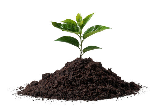Fresh green sprout emerging from rich soil, symbolizing growth, resilience, and new beginnings for eco-conscious brands and sustainable stories isolated on white background - Powered by Adobe