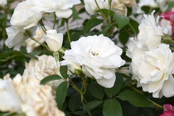 Obraz premium Beautiful white rose flower closeup in garden, A very beautiful white rose flower bloomed on the rose tree, Rose flower closeup, bloom flowers, Natural spring flower, Natural floral background,