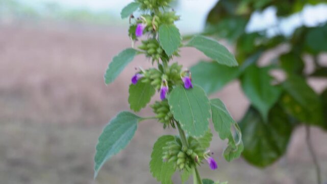 Ballota nigra, the black horehound, is a perennial herb in the family Lamiaceae