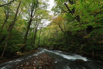 Oirase gorge.