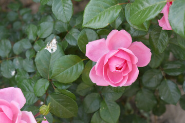 Beautiful pink rose flower closeup in garden, A very beautiful pink yellow rose flower bloomed on the rose tree, Rose flower closeup, bloom flowers, Natural spring flower floral background