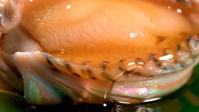 Close-up of Abalone in Shell with Dripping Liquid, Iridescent Colors
