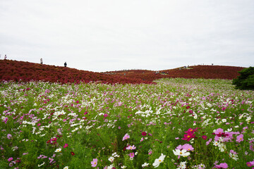 コスモスとコキア