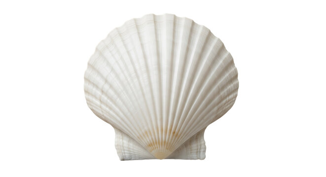 Close up of a white scallop seashell, with radiating ridges, isolated on a white or transparent background, cutout, PNG