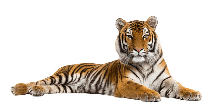 serene bengal tiger lounges majestically against a transparent background