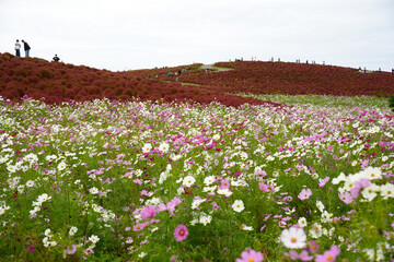 コスモスとコキア