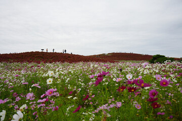 コスモスとコキア