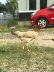 Free-range chicken standing on grass