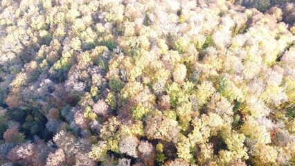 Aerial view of dense autumn forest with colorful fall foliage