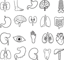 human anatomy icons